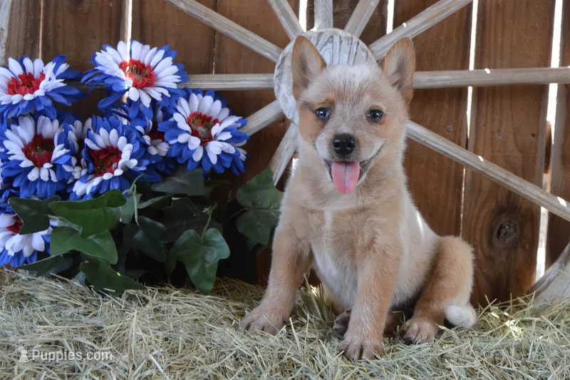 Zona #6 – Australian Cattle Dog puppy for sale in Canton, TX