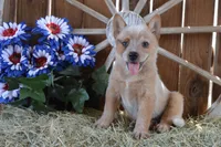 Zona #6, a female Australian Cattle Dog for sale in Canton, TX – 1 of 5