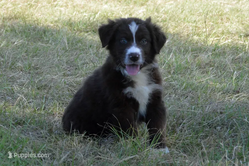 Roja #2 – Australian Shepherd puppy for sale in Canton, TX