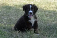 Roja #2, a male Australian Shepherd for sale in Canton, TX – 4 of 9