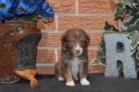 Kelcie #5, a male Australian Shepherd for sale in Canton, TX – 4 of 5
