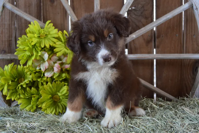 Roja #5 – Australian Shepherd puppy for sale in Canton, TX