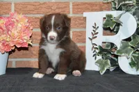 Onyx #6, a female Australian Shepherd for sale in Canton, TX – 2 of 4