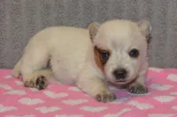 Zona #6, a female Australian Cattle Dog for sale in Canton, TX – 5 of 5