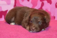 Onyx #9, a female Australian Shepherd for sale in Canton, TX – 4 of 4