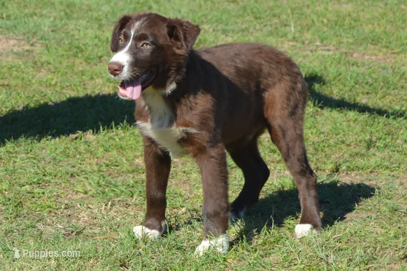 Roja #2 – Australian Shepherd puppy for sale in Canton, TX