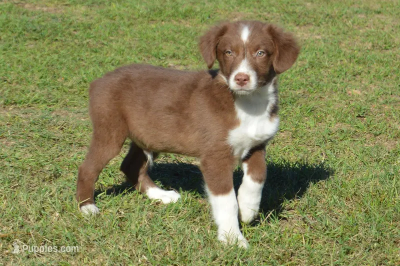 Kelcie #4 – Australian Shepherd puppy for sale in Canton, TX