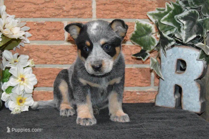 Letty #5 – Australian Cattle Dog puppy for sale in Canton, TX