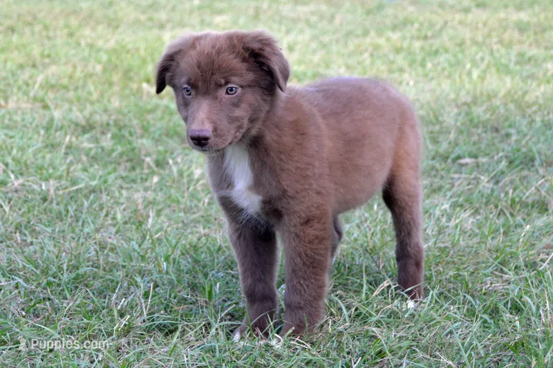 Onyx #3 – Australian Shepherd puppy for sale in Canton, TX