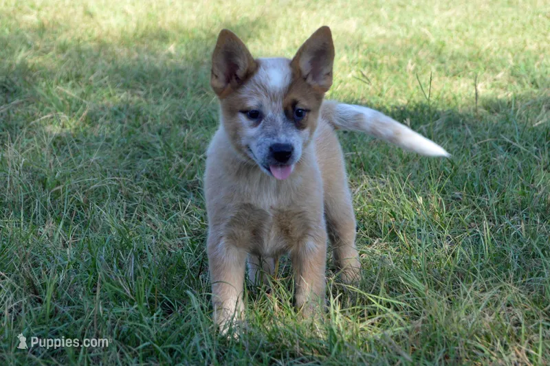 Zona #7 – Australian Cattle Dog puppy for sale in Canton, TX