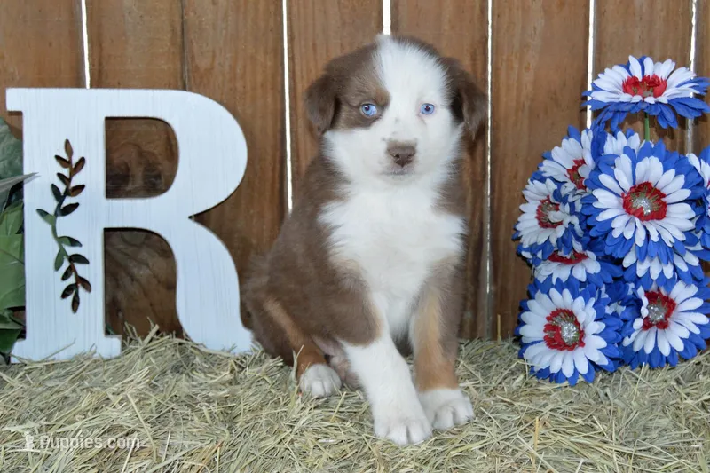 Ellie #3 – Australian Shepherd puppy for sale in Canton, TX