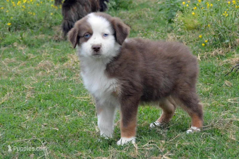 Ellie #3 – Australian Shepherd puppy for sale in Canton, TX