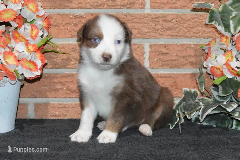 Kelcie #3 – Australian Shepherd puppy for sale in Canton, TX