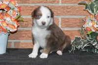 Ellie #3, a male Australian Shepherd for sale in Canton, TX – Photo 3 of 5