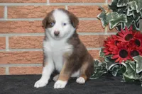 Ellie #3, a male Australian Shepherd for sale in Canton, TX – Photo 2 of 5