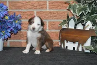 Kelcie #3, a male Australian Shepherd for sale in Canton, TX – Photo 2 of 2