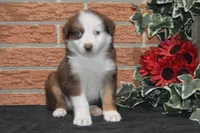 Ellie #3, a male Australian Shepherd for sale in Canton, TX – Photo 1 of 5