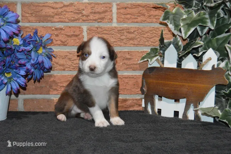 Kelcie #3 – Australian Shepherd puppy for sale in Canton, TX