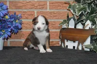 Kelcie #3, a male Australian Shepherd for sale in Canton, TX – Photo 1 of 2