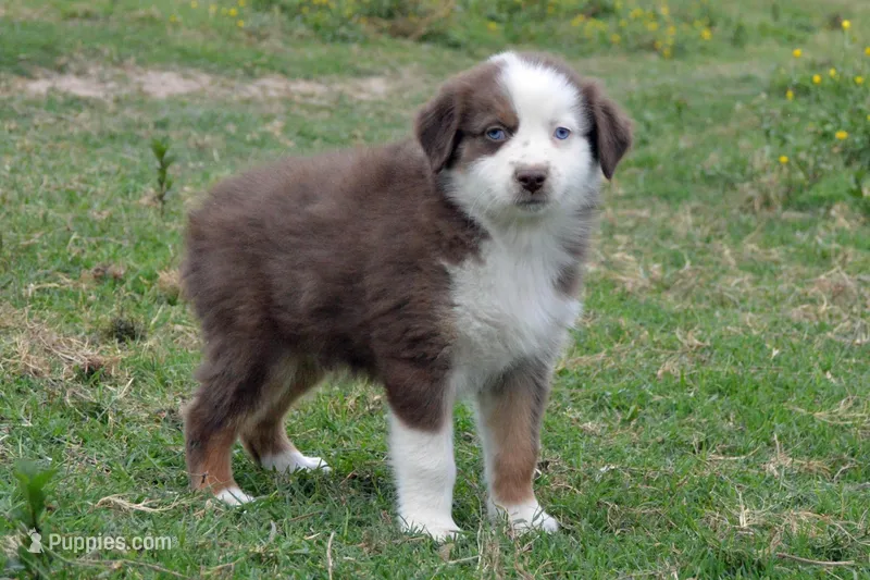 Ellie #3 – Australian Shepherd puppy for sale in Canton, TX