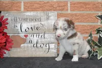 Kelcie #2, a male Australian Shepherd for sale in Canton, TX – 3 of 5