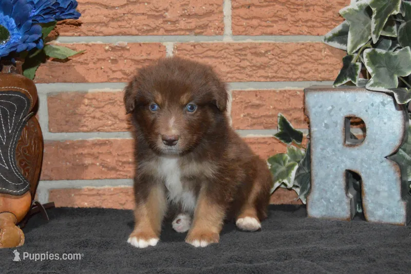 Roja #7 – Australian Shepherd puppy for sale in Canton, TX