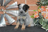 Zona #1, a male Australian Cattle Dog for sale in Canton, TX – 3 of 5