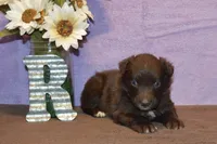 Onyx #8, a female Australian Shepherd for sale in Canton, TX – 3 of 4