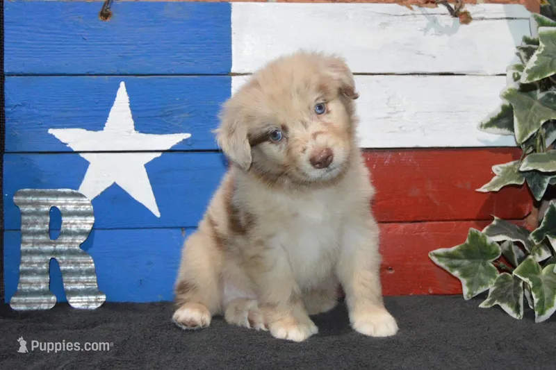 Roja #1 – Australian Shepherd puppy for sale in Canton, TX