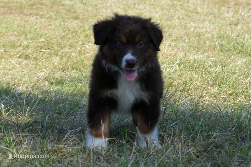 Roja #5 – Australian Shepherd puppy for sale in Canton, TX