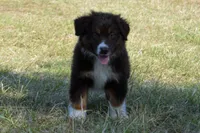 Roja #5, a male Australian Shepherd for sale in Canton, TX – 5 of 10
