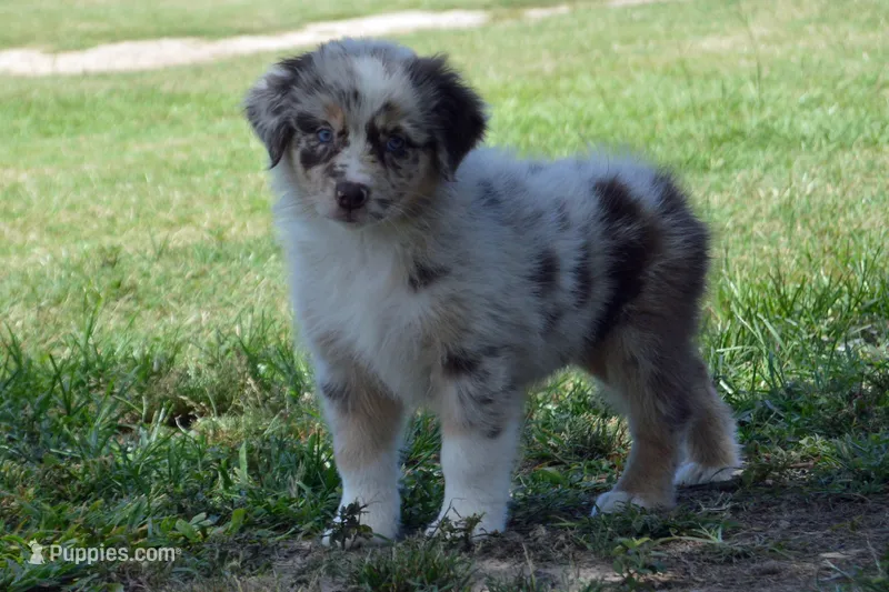 Kora #7 – Australian Shepherd puppy for sale in Canton, TX