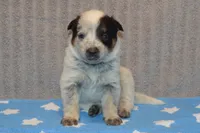 Zona #1, a male Australian Cattle Dog for sale in Canton, TX – 5 of 5