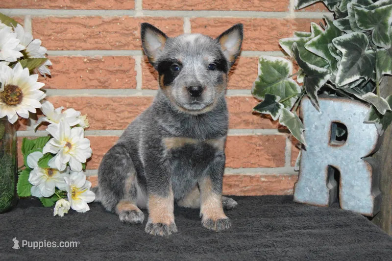 Letty#7 – Australian Cattle Dog puppy for sale in Canton, TX