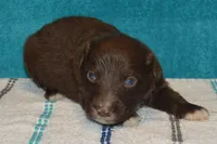 Roja #6, a male Australian Shepherd for sale in Canton, TX – 2 of 2