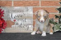 Kelcie #1, a male Australian Shepherd for sale in Canton, TX – 3 of 5