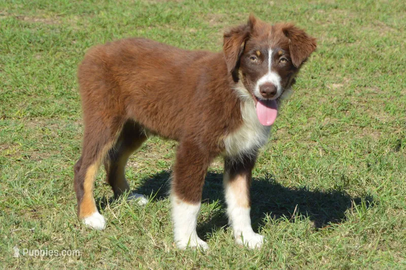Roja #3 – Australian Shepherd puppy for sale in Canton, TX