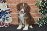 Kora #9, a female Australian Shepherd for sale in Canton, TX – 1 of 1