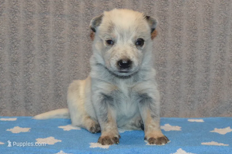 Zona #4 – Australian Cattle Dog puppy for sale in Canton, TX