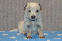 Zona #4, a male Australian Cattle Dog for sale in Canton, TX – 5 of 6