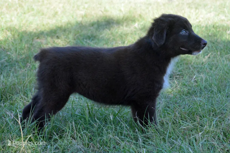 Onyx #7 – Australian Shepherd puppy for sale in Canton, TX