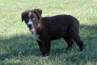 Roja #2, a male Australian Shepherd for sale in Canton, TX – 3 of 9