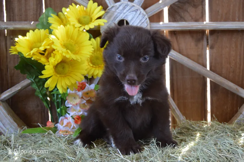 Onyx #8 – Australian Shepherd puppy for sale in Canton, TX
