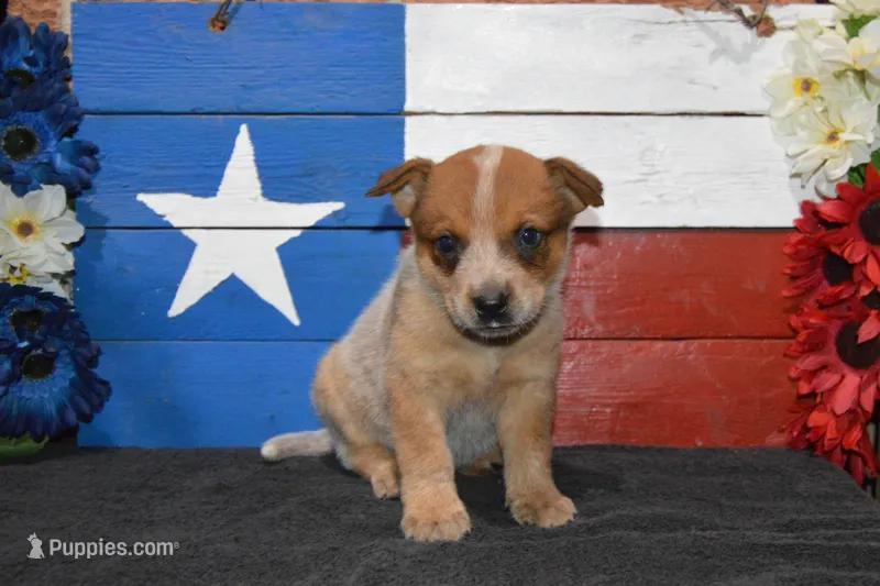 Teeter #2 – Australian Cattle Dog puppy for sale in Canton, TX