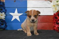 Teeter #2, a male Australian Cattle Dog for sale in Canton, TX – 1 of 4