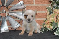 Zona #6, a female Australian Cattle Dog for sale in Canton, TX – 3 of 5