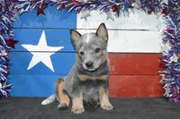 Zona #4, a male Australian Cattle Dog for sale in Canton, TX – 2 of 6