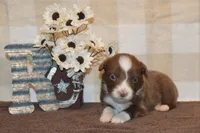 Kelcie #4, a male Australian Shepherd for sale in Canton, TX – 5 of 5