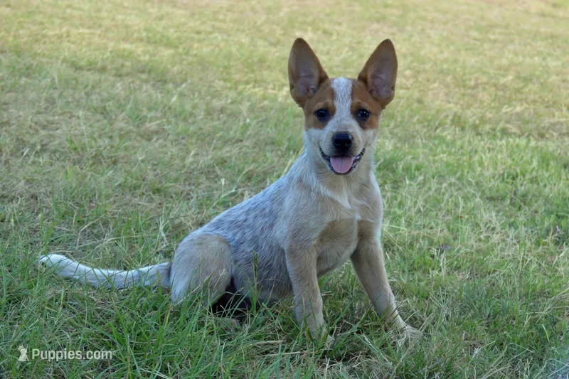 Teeter #9 – Australian Cattle Dog puppy for sale in Canton, TX