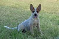 Teeter #9, a female Australian Cattle Dog for sale in Canton, TX – 2 of 9